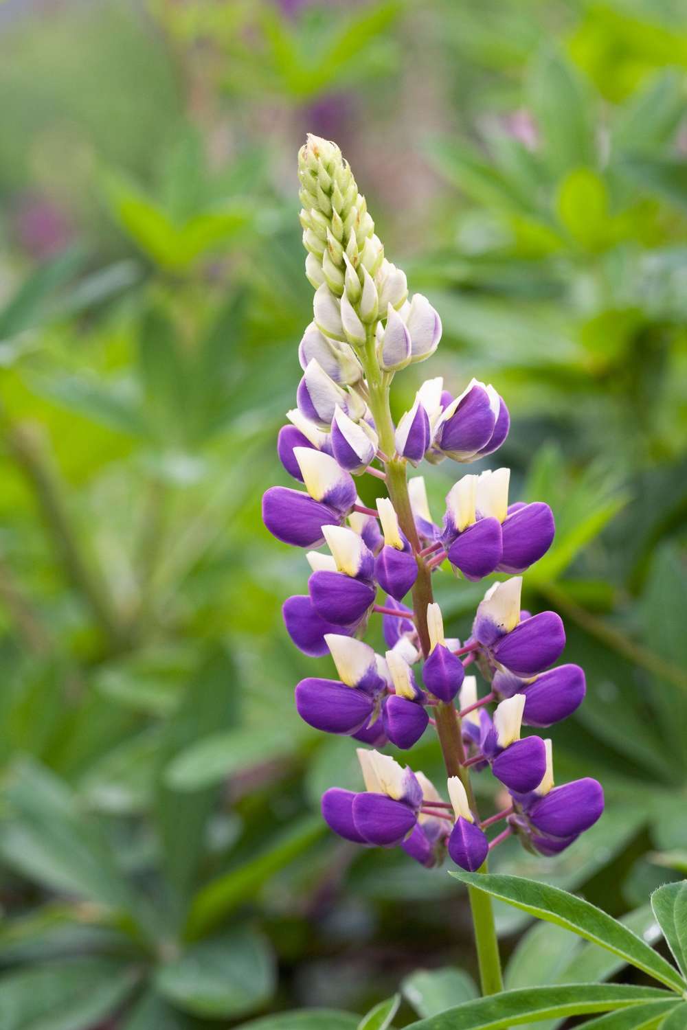 Lupin 'The Governor' (blå)